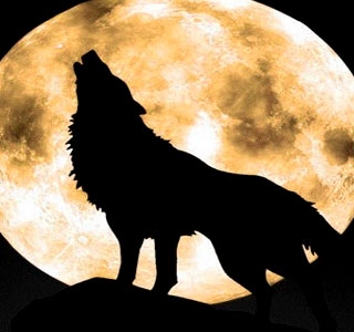 coyote_duran_howling